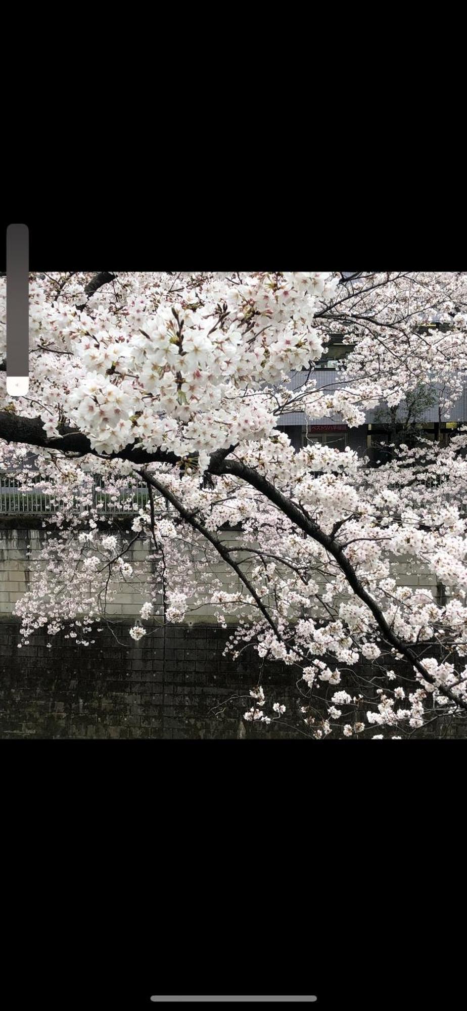 新宿庭院の屋-Shinjuku Garden Home -28 Square Meters King Size Bed Garden Room Tokyo Luaran gambar